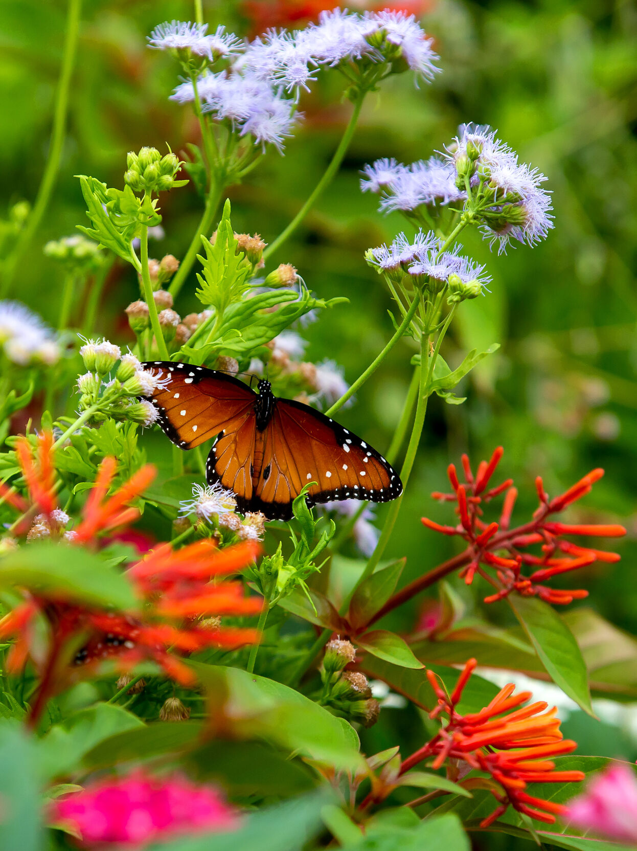 Queen butterflies